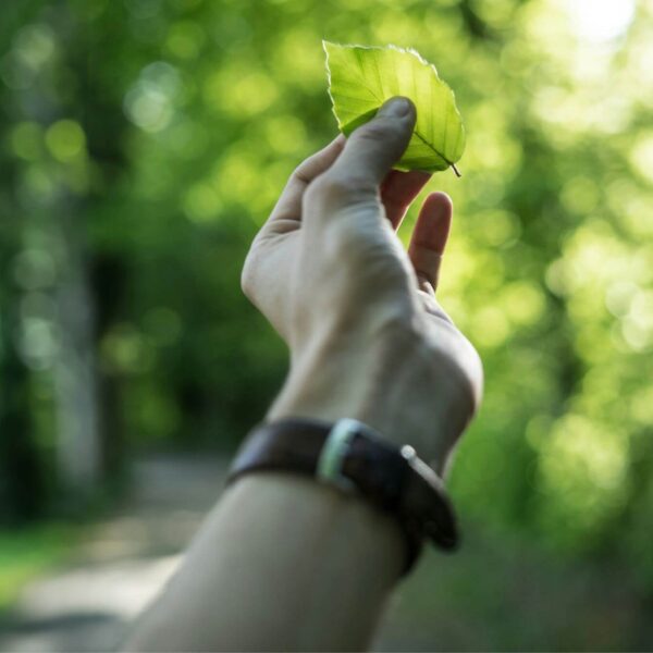 A person's hand wearing a brown watch is holding up a single green leaf against a backdrop of a lush, green, sunlit forest. The background is out of focus, highlighting the leaf and creating a serene, nature-centric scene.